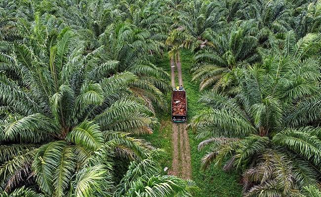 PT Berkat Agro Hijau