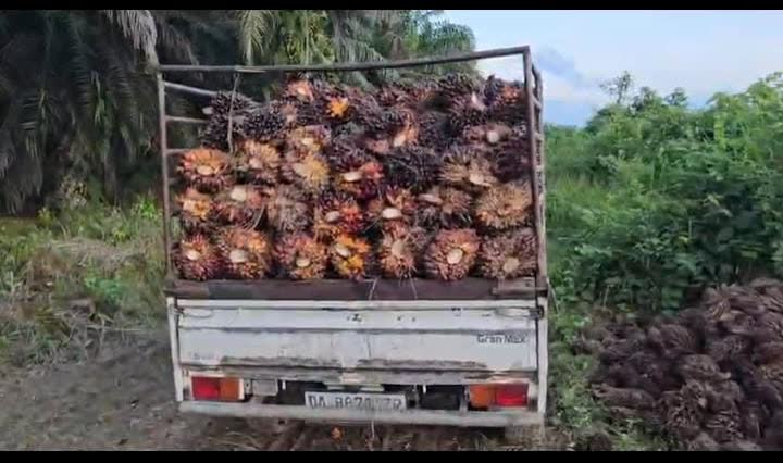 CV Cah Borneo 669